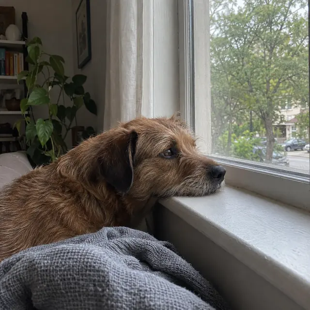 A brown dog resting beside an apartment window.